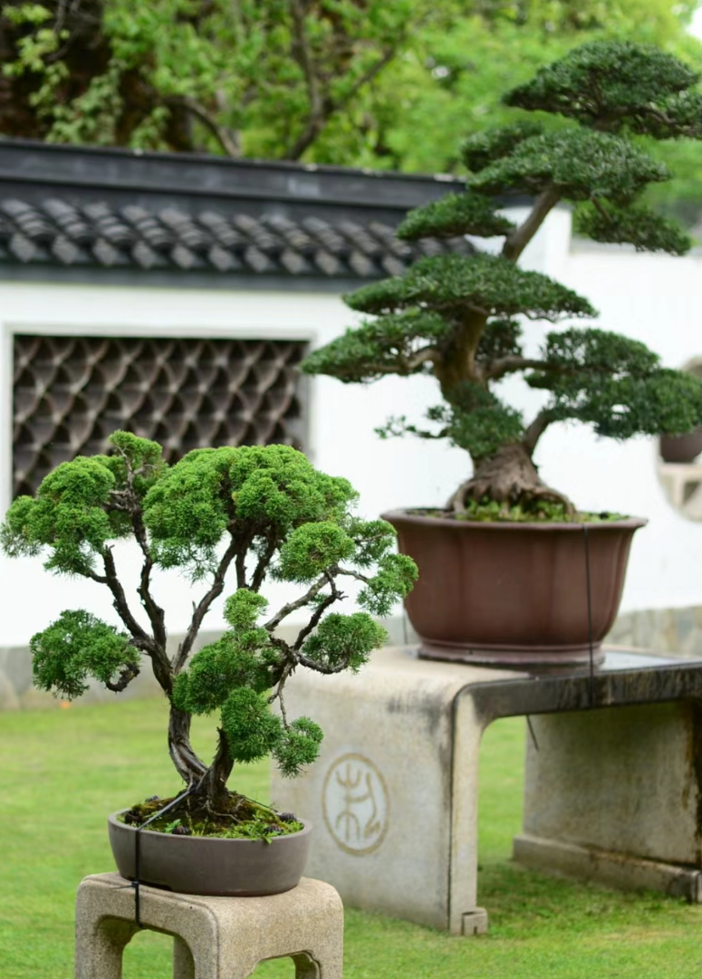 心在南湖 更有年味 | 第一屆南湖游園會(huì)即將“龍”重登場(chǎng)